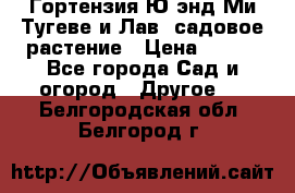 Гортензия Ю энд Ми Тугеве и Лав, садовое растение › Цена ­ 550 - Все города Сад и огород » Другое   . Белгородская обл.,Белгород г.